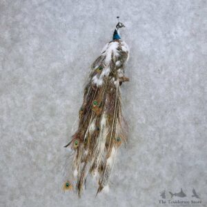 Piebald Peacock Bird Mount For Sale #14633 @ The Taxidermy Store