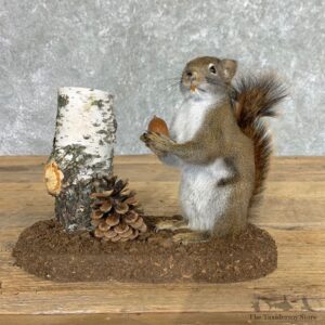 Red Squirrel Life-Size Mount For Sale #22450 @ The Taxidermy Store
