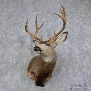 Mule Deer Shoulder Mount For Sale #15742 @ The Taxidermy Store