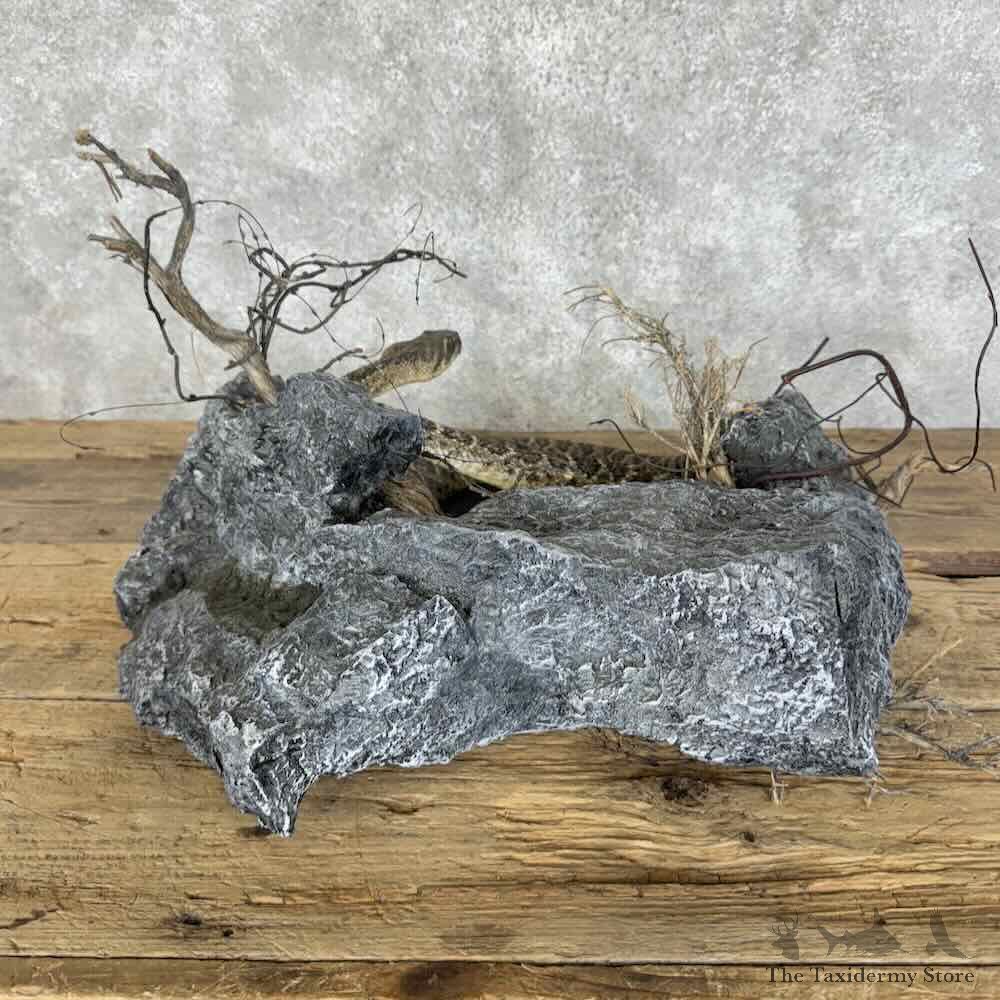 Eastern Diamondback Rattlesnake Mount For Sale #31125 @ The Taxidermy Store