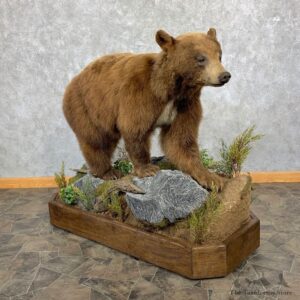 Cinnamon Phase Black Bear Life-Size Mount For Sale #23225 @ The Taxidermy Store