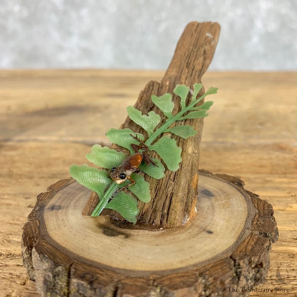 Spring Peeper Taxidermy Mount For Sale #21403 @ The Taxidermy Store