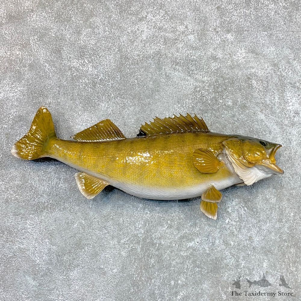 Walleye Taxidermy Mount For Sale #22490 @ The Taxidermy Store