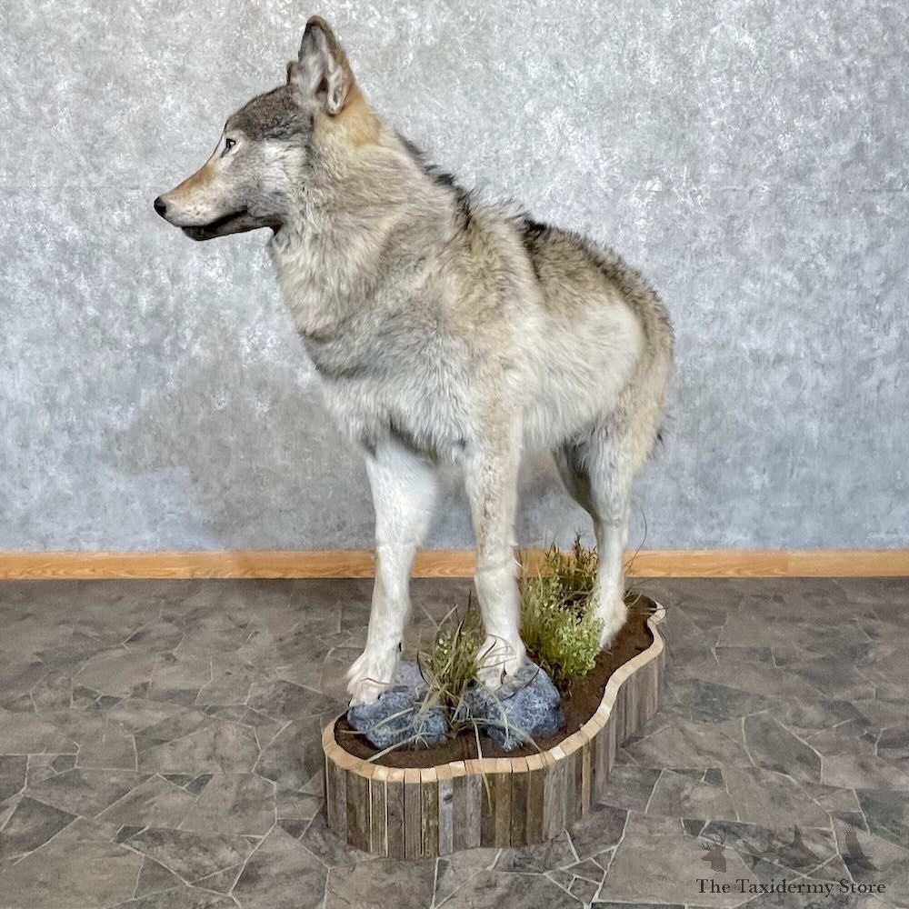 Alaskan Grey Wolf Life-Size Mount For Sale #27733 @ The Taxidermy Store