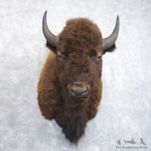 American Buffalo Shoulder Taxidermy Mount For Sale #22274 @ The Taxidermy Store