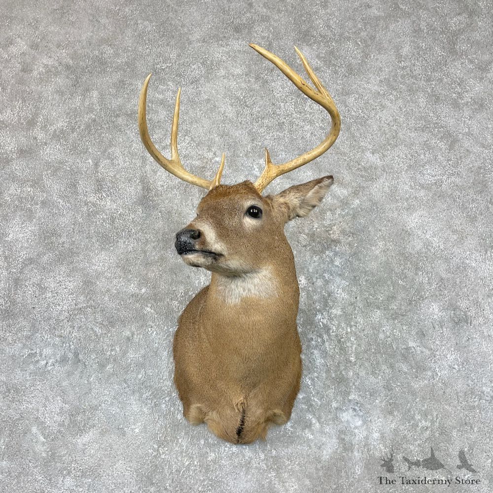 Whitetail Deer Shoulder Mount For Sale #26915 @ The Taxidermy Store