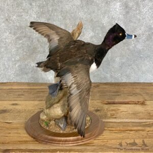 Ring-Necked Duck Taxidermy Bird Mount For Sale #22901 @ The Taxidermy Store