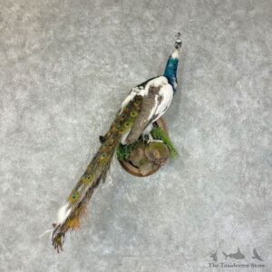 Indian Pied Peacock Bird Mount For Sale #25700 @ The Taxidermy Store