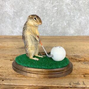 Golfing 13 Lined Ground Squirrel Novelty #21708 @Taxidermy Mount For Sale