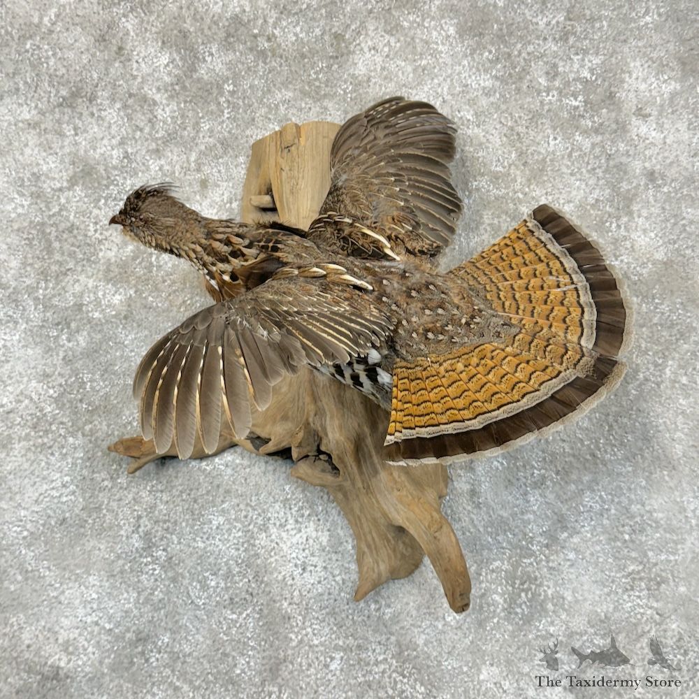 Ruffed Grouse Bird Mount For Sale #29566 @ The Taxidermy Store