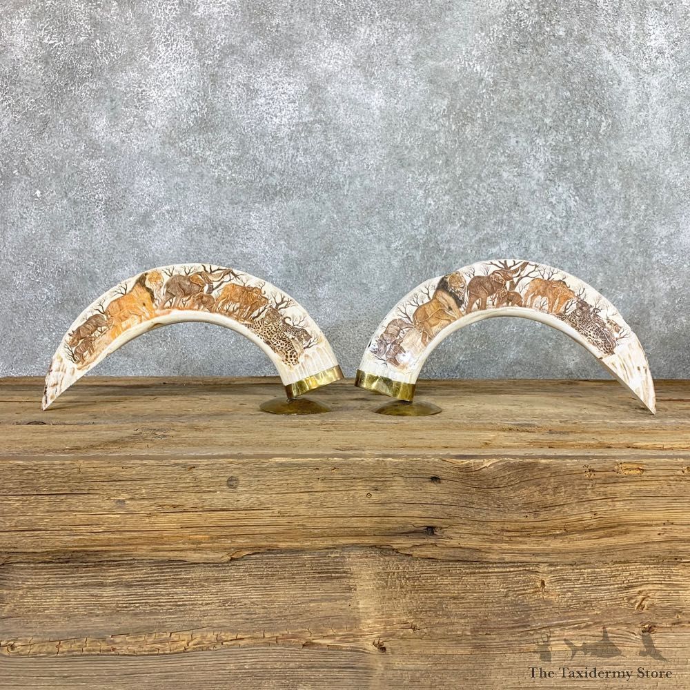 Scrimshawed Hippopotamus Tooth Pair For Sale #22387 @ The Taxidermy Store