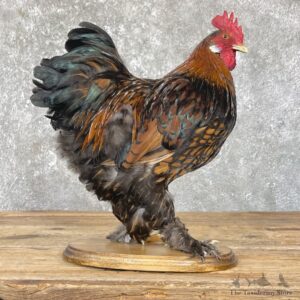 Domestic Chicken Rooster Bird Mount For Sale #26346 @ The Taxidermy Store