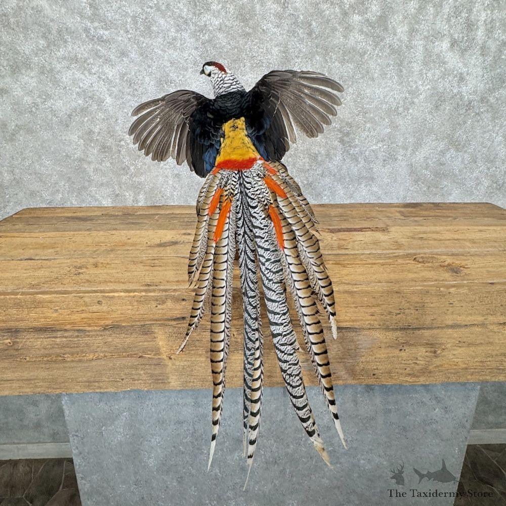 Lady Amherst Pheasant Bird Mount For Sale #30055 @ The Taxidermy Store