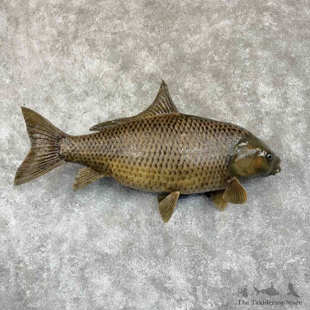 Common Carp Fish Mount For Sale #30768 @ The Taxidermy Store