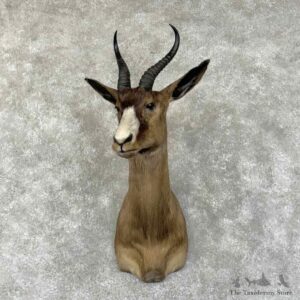 Black Springbok Shoulder Mount For Sale #31342 @ The Taxidermy Store