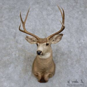Mule Deer Shoulder Mount For Sale #15735 @ The Taxidermy Store
