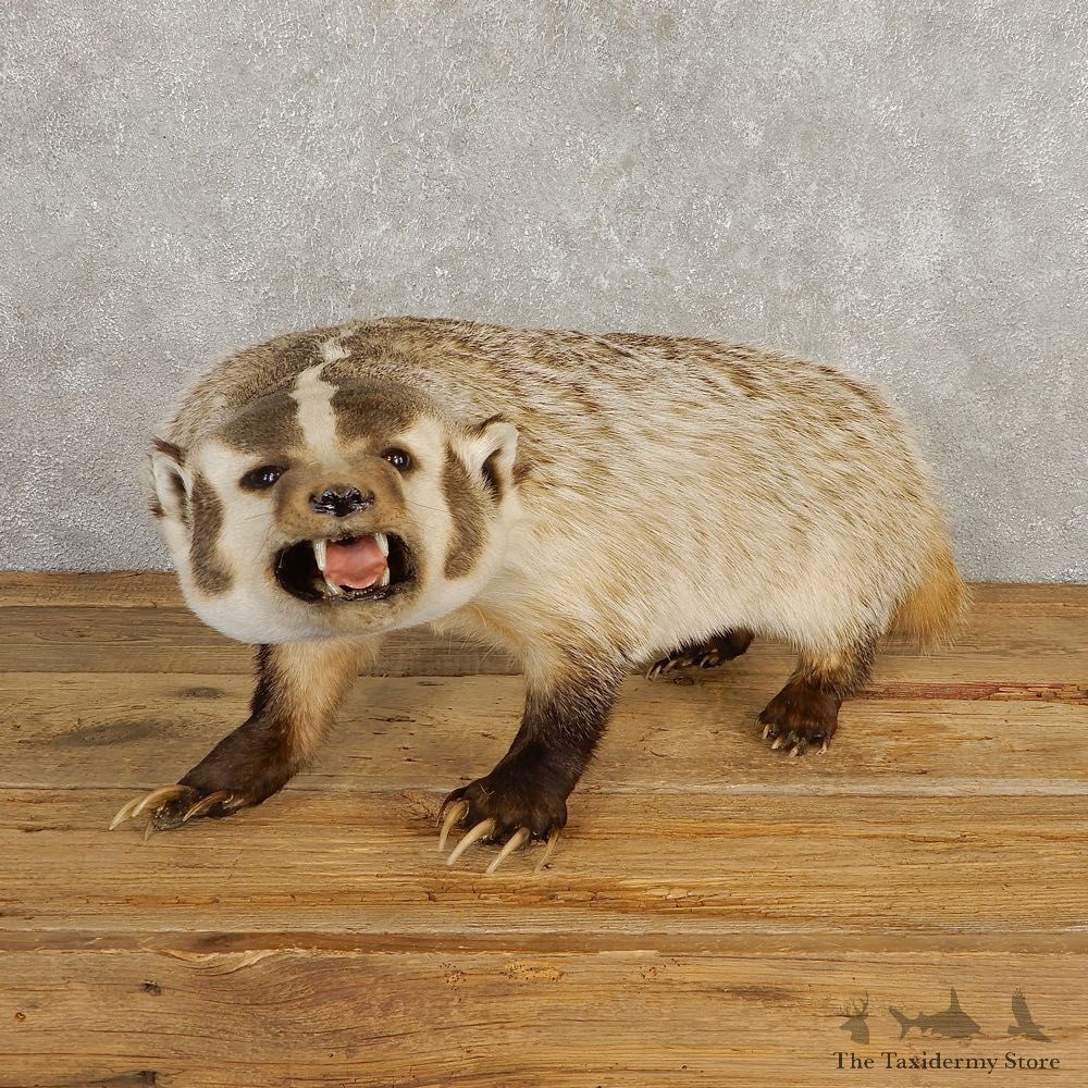 American Badger Life-Size Mount For Sale #20377 @ The Taxidermy Store