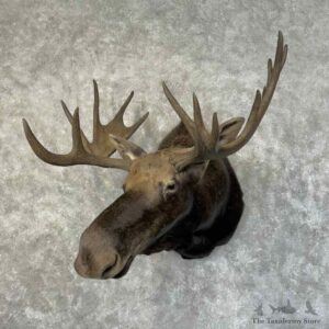 Shiras Moose Shoulder Mount For Sale #31233 @ The Taxidermy Store