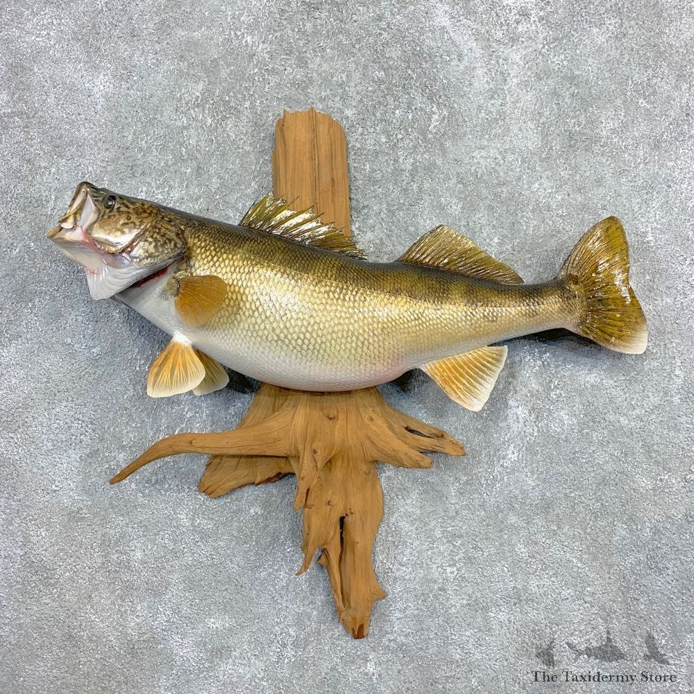 Walleye Taxidermy Mount For Sale #21994 @ The Taxidermy Store
