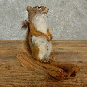 Red Squirrel Life-Size Mount For Sale #16790 @ The Taxidermy Store