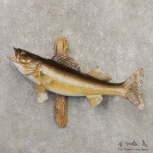 Walleye Taxidermy Fish Mount #20351 For Sale @ The Taxidermy Store