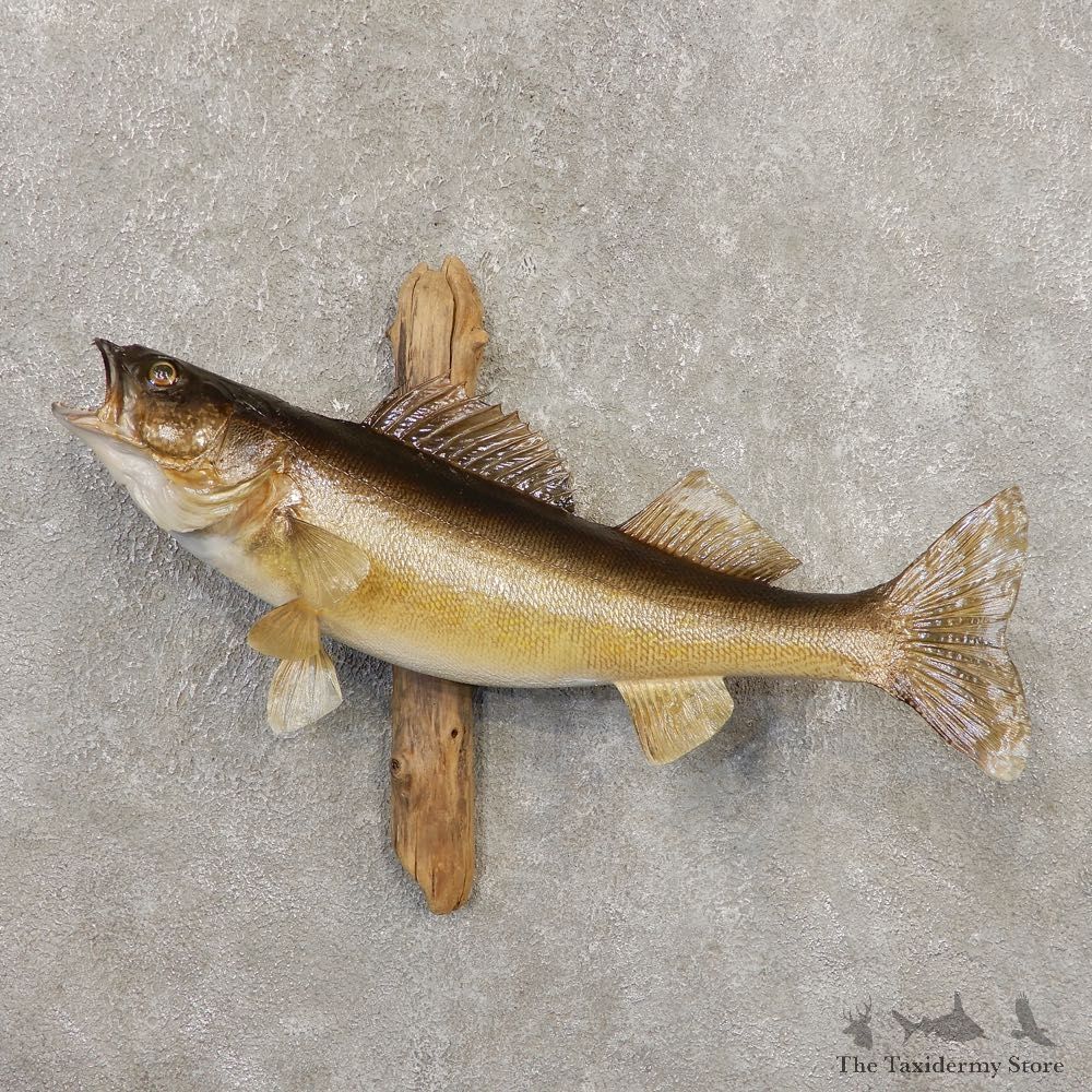 Walleye Taxidermy Fish Mount #20351 For Sale @ The Taxidermy Store