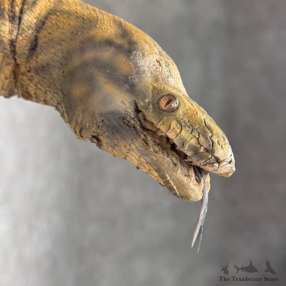 African Rock Python Life-Size Snake Mount For Sale #30154 @ The Taxidermy Store