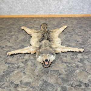 Alaskan Gray Wolf Rug Taxidermy Mount For Sale #25593 @ The Taxidermy Store