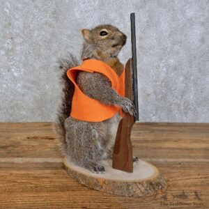 Hunting Squirrel Novelty Mount For Sale #15943 @ The Taxidermy Store