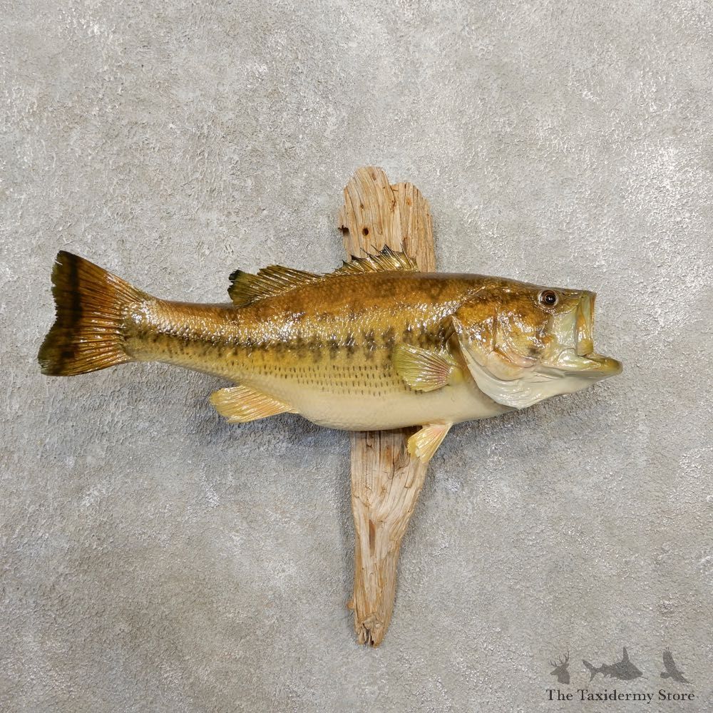 Largemouth Bass Fish Mount For Sale #20588 @ The Taxidermy Store