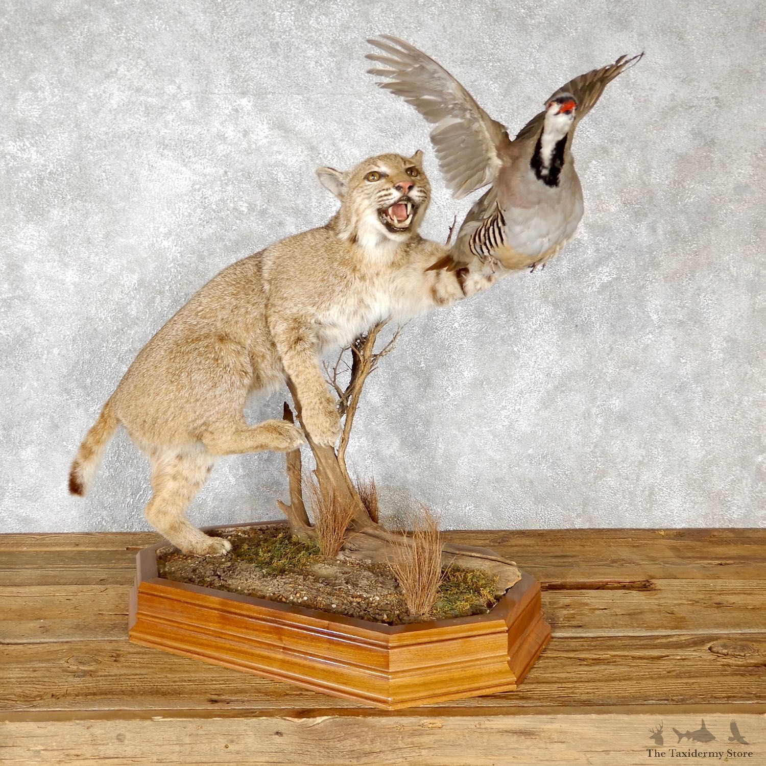 Bobcat And Chukar Life-Size Mount For Sale #19459 @ The Taxidermy Store