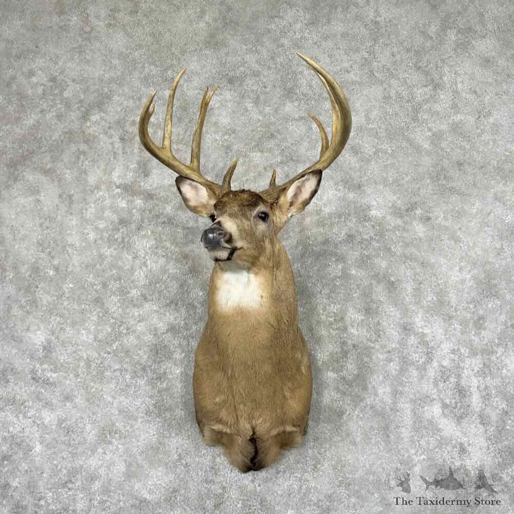 Whitetail Deer Shoulder Mount For Sale #32086 @ The Taxidermy Store