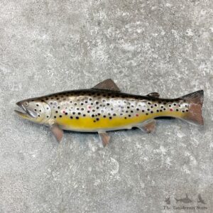 Brown Trout Fish Mount For Sale #27255 @ The Taxidermy Store