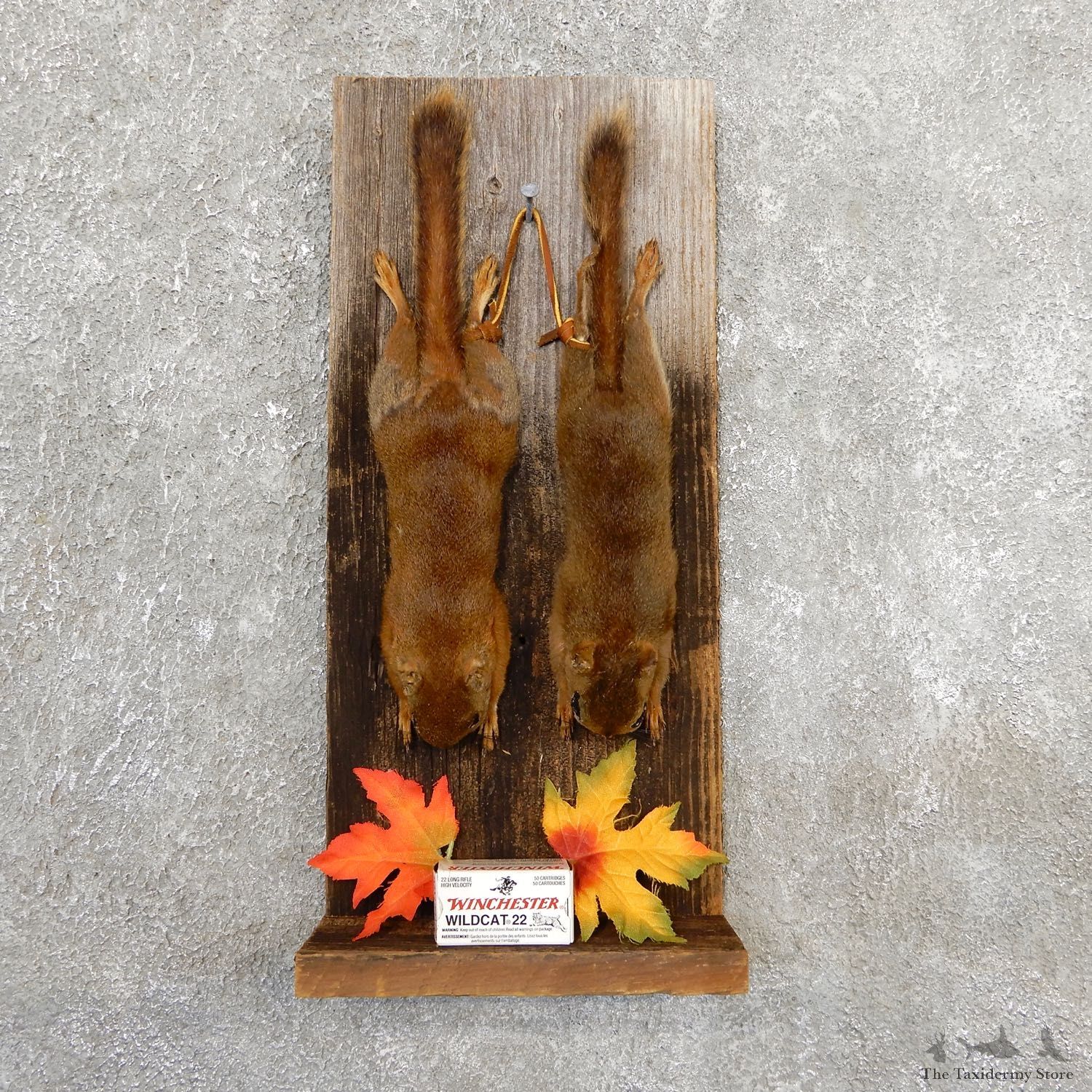 Captain's Classic Red Squirrel Display Taxidermy Mount #19737 For Sale @ The Taxidermy Store