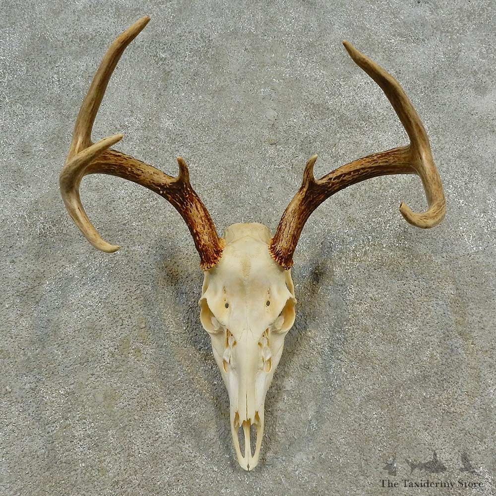Whitetail Deer Skull European Mount For Sale #16596 @ The Taxidermy Store