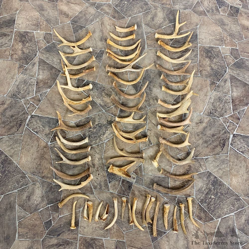 Whitetail Deer Antler Craft Pack For Sale #23014 @ The Taxidermy Store