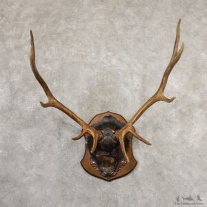 Rocky Mountain Elk Plaque Mount For Sale #19317 @ The Taxidermy Store