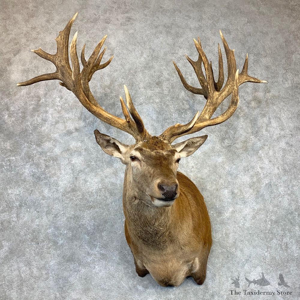Red Stag Shoulder Mount For Sale #22077 @ The Taxidermy Store