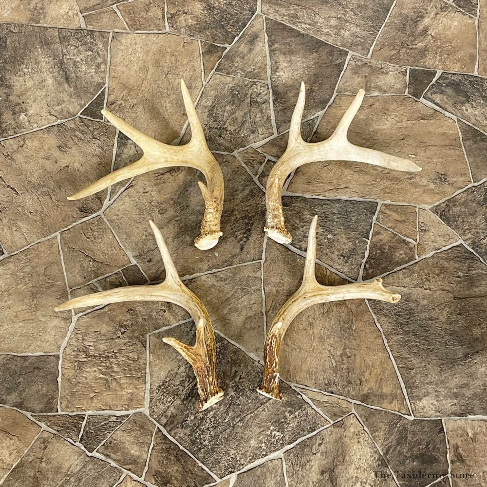 Whitetail Deer Antler Craft Pack For Sale #25108 @ The Taxidermy Store