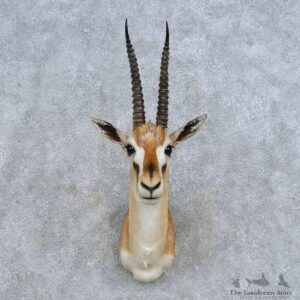 Thompson Gazelle Shoulder Mount For Sale #14591 @ The Taxidermy Store