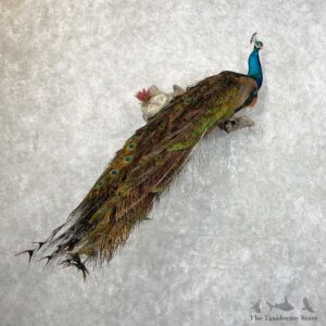 Blue Indian Peacock Bird Mount For Sale #24480 @ The Taxidermy Store