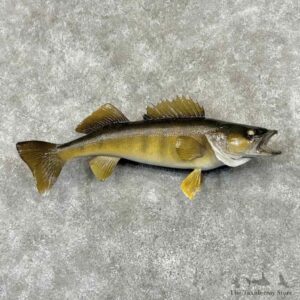Walleye Fish Mount For Sale #32093 @ The Taxidermy Store
