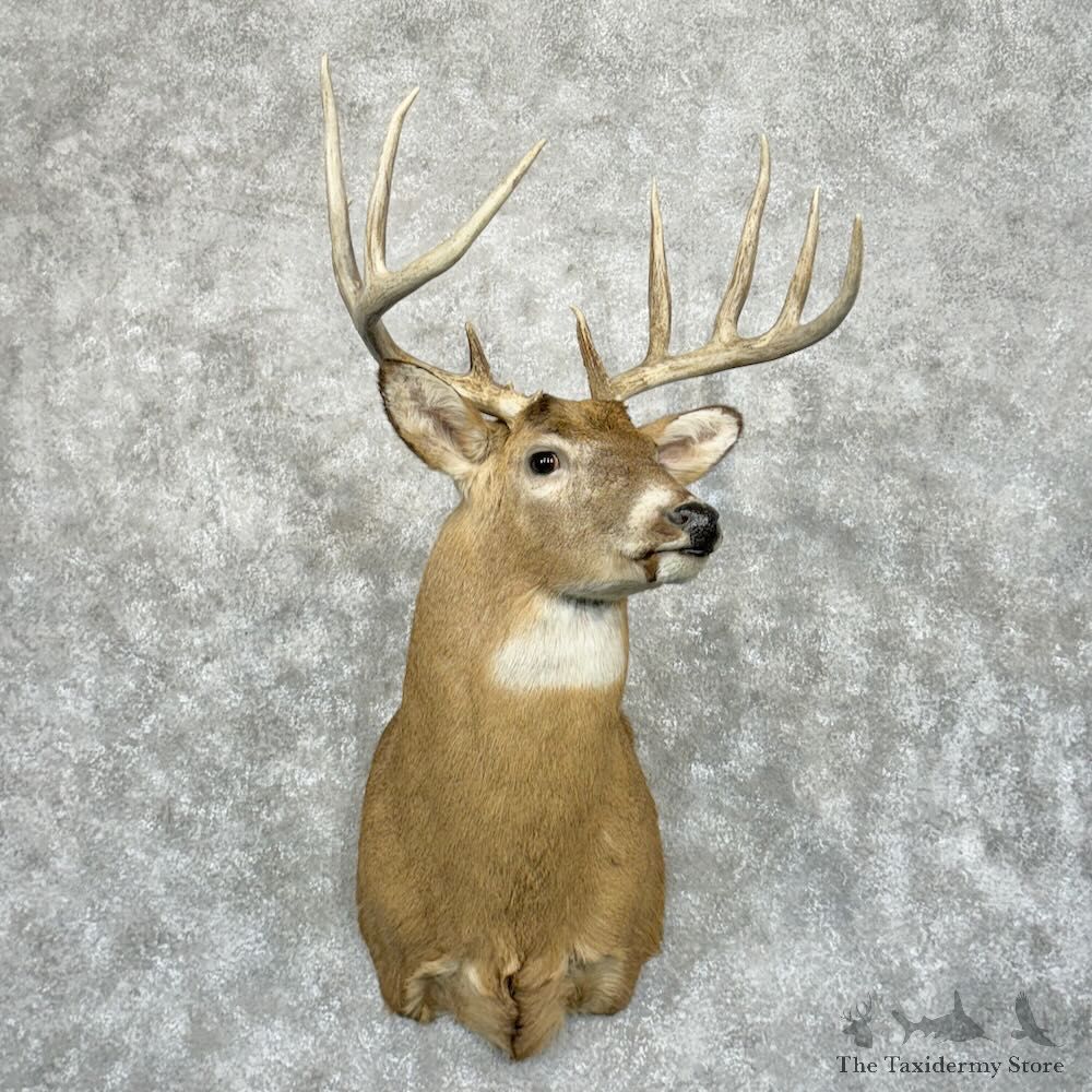 Whitetail Deer Shoulder Mount For Sale #29028 @ The Taxidermy Store
