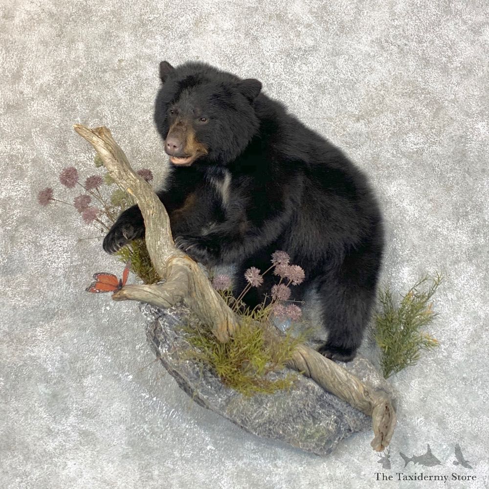 Black Bear Cub Taxidermy Mount For Sale #28907 @ The Taxidermy Store