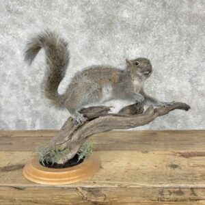 Grey Squirrel Life-Size Mount For Sale #31539 @ The Taxidermy Store