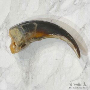 Grizzly Bear Claw For Sale #24890 - The Taxidermy Store