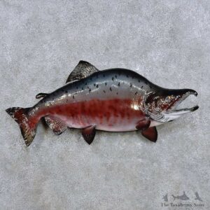King Salmon Fish Mount For Sale #14386 @ The Taxidermy Store