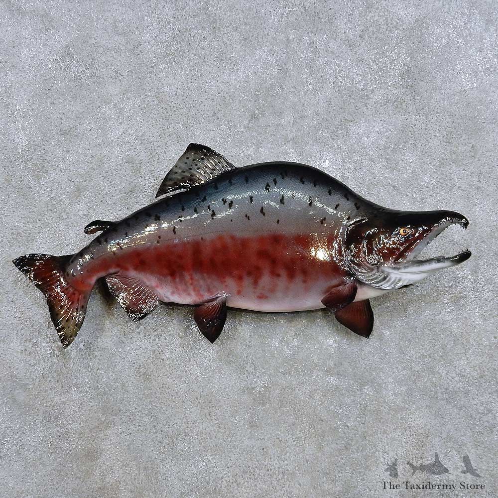 King Salmon Fish Mount For Sale #14386 @ The Taxidermy Store