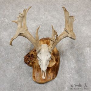 Whitetail Deer Skull European Mount For Sale #18927 @ The Taxidermy Store