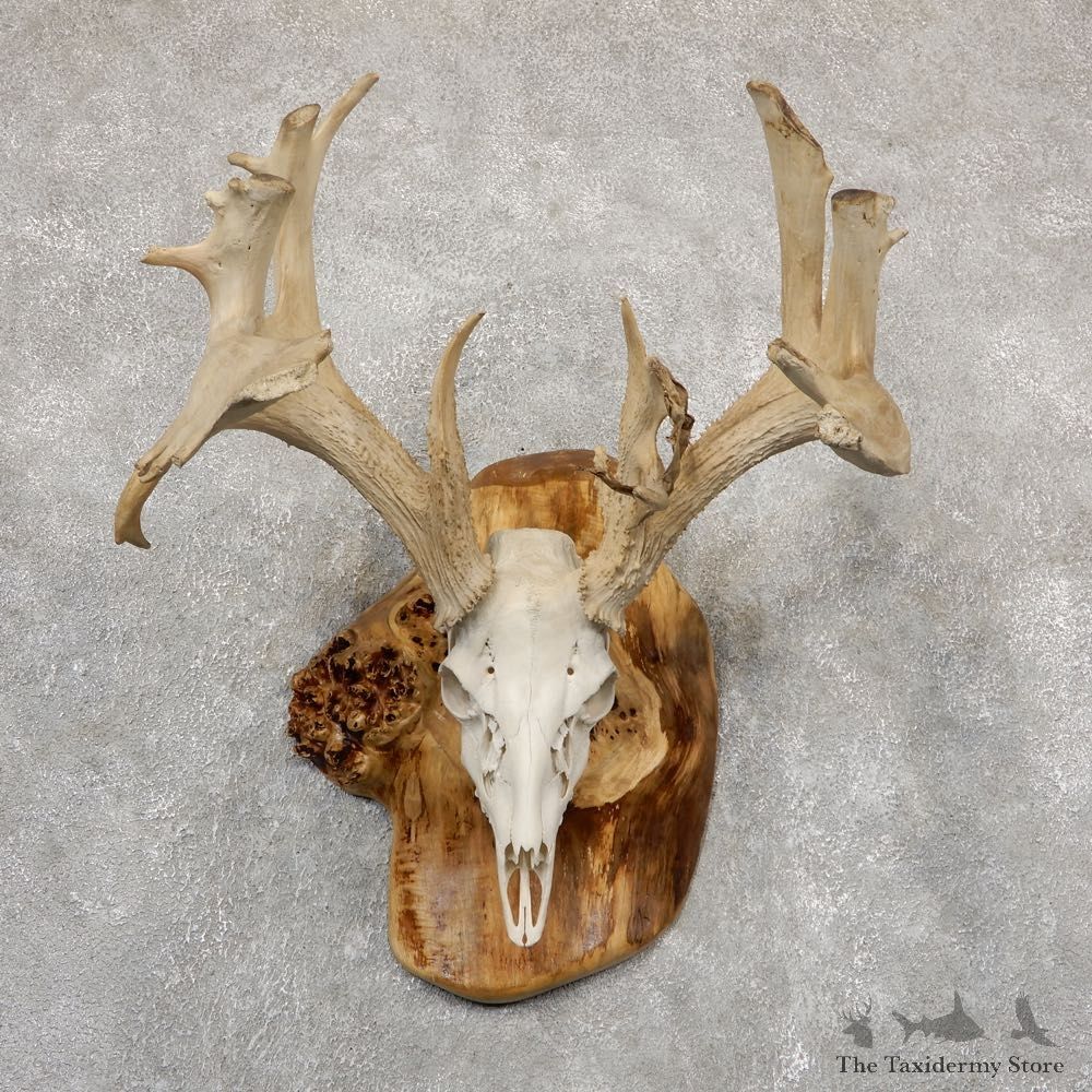 Whitetail Deer Skull European Mount For Sale #18927 @ The Taxidermy Store